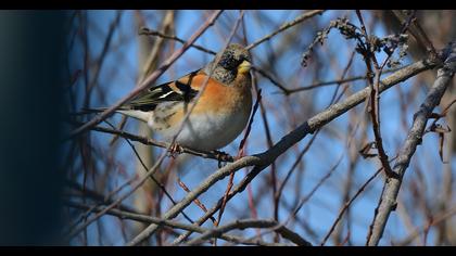 Brambling