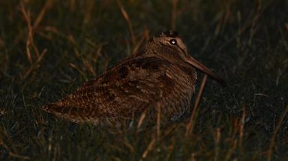 Eurasian Woodcock