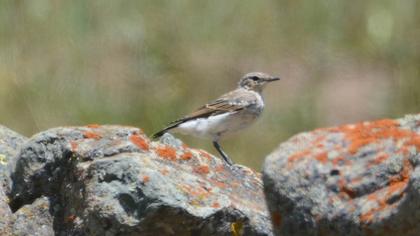 Northern Wheatear