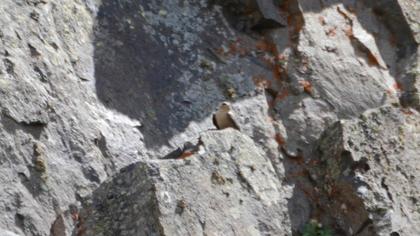 Eurasian Crag Martin