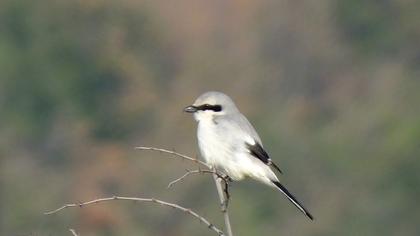 Great Grey Shrike