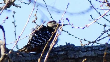White-backed Woodpecker