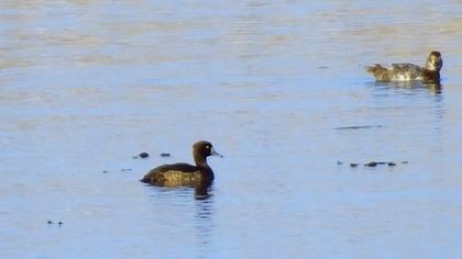Tufted Duck