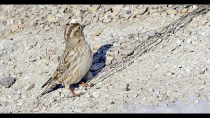 Rock Sparrow