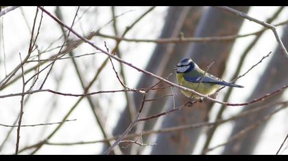Eurasian Blue Tit