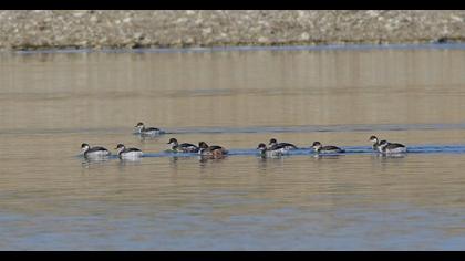 Black-necked Grebe