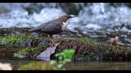 White-throated Dipper