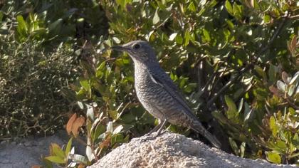 Blue Rock Thrush