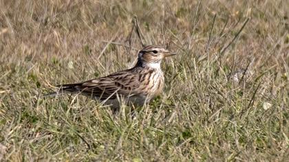 Eurasian Skylark