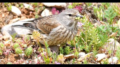 Common Linnet