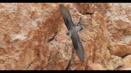 Eurasian Crag Martin