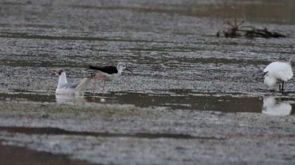 Black-winged Stilt