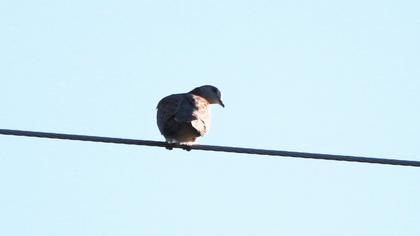 European Turtle Dove