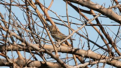 Song Thrush