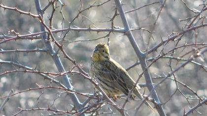 Cirl Bunting