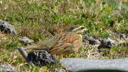 Cirl Bunting