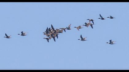 Northern Pintail