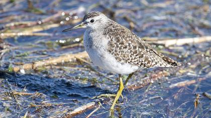 Wood Sandpiper