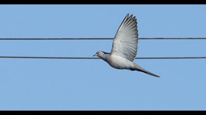 Eurasian Collared Dove