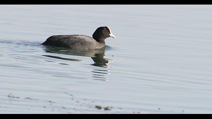Eurasian Coot