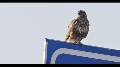 Common Buzzard