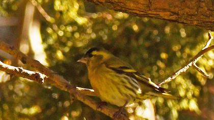 Eurasian Siskin