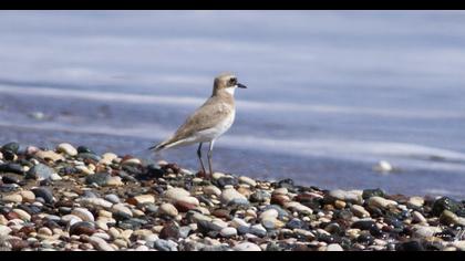 Greater Sand Plover