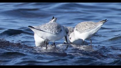 Sanderling