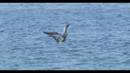 Black-throated Loon