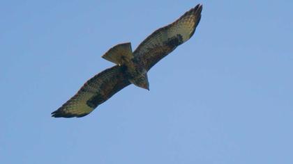 Common Buzzard