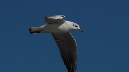 Black-headed Gull