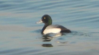 Greater Scaup