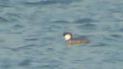 Smew