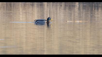 Mallard
