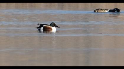 Northern Shoveler