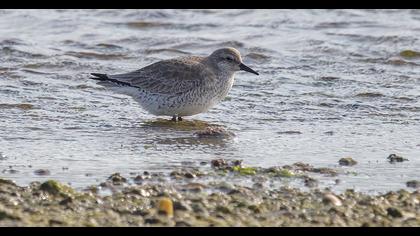 Red Knot
