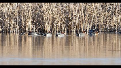 Eurasian Wigeon