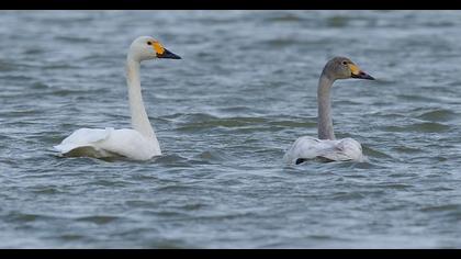 Tundra Swan