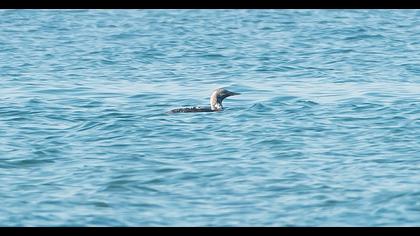 Black-throated Loon