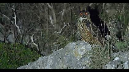 Eurasian Eagle-Owl