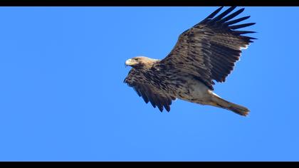 Eastern Imperial Eagle