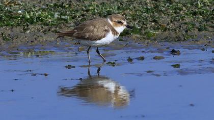 Kentish Plover