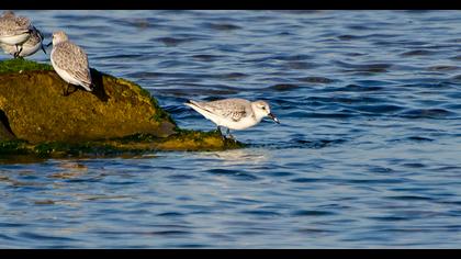 Sanderling