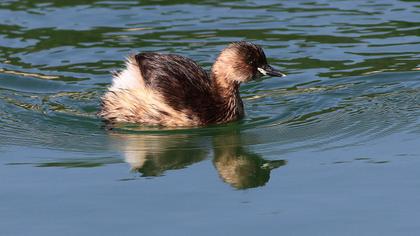 Little Grebe