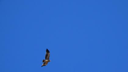 Eastern Imperial Eagle