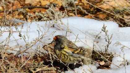 Red-fronted Serin