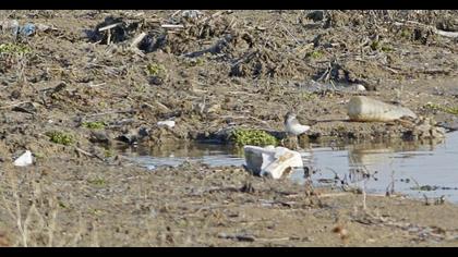 Green Sandpiper