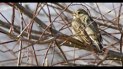 Corn Bunting