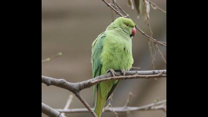 Rose-ringed Parakeet