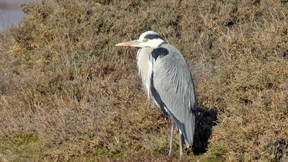 Grey Heron